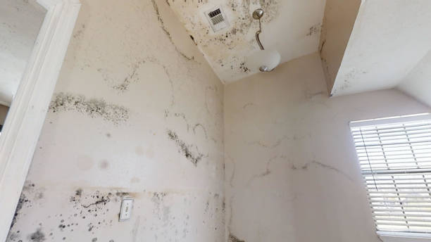 Best Comprehensive Air Testing for Mold Contaminants  in Rifle, CO