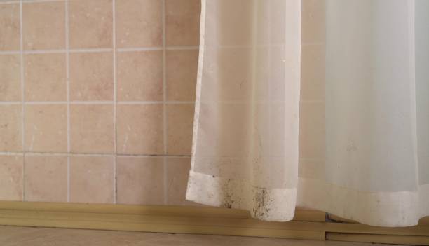 Environmental Consulting for Mold Prevention in Rifle, CO