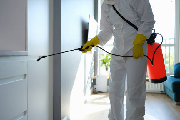 Best Mold Remediation for Vacation Homes  in Rifle, CO