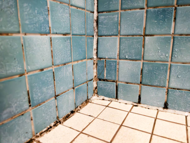 Best Mold Prevention Services  in Rifle, CO