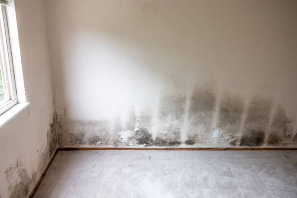 Best Mold Documentation for Insurance Claims  in Rifle, CO