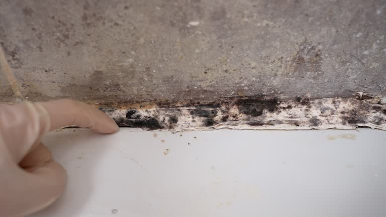 Rifle, CO Mold Removal Company