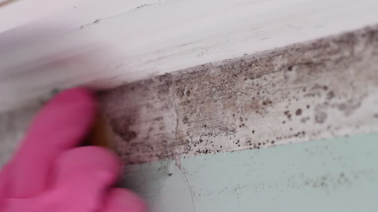 Best Industrial Mold Remediation  in Rifle, CO